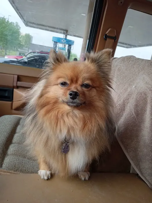 Rock Road Animal Hospital: Stroud Paige DVM Picture 8