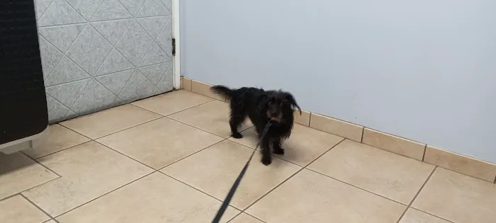 Rock Road Animal Hospital: Stroud Paige DVM Picture 9