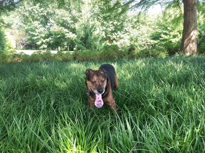 Rock Road Animal Hospital: Stroud Paige DVM Picture 7