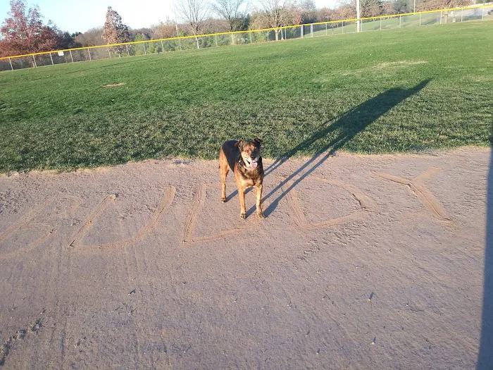 Rock Road Animal Hospital: Stroud Paige DVM Picture 10