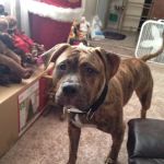 Michael Olevitch, DVM