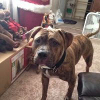 Michael Olevitch, DVM ico