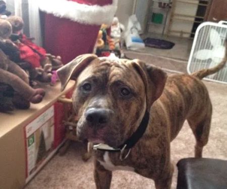 Michael Olevitch, DVM