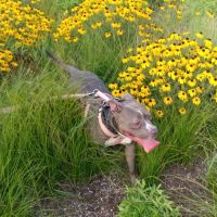 Overland Animal Clinic ico