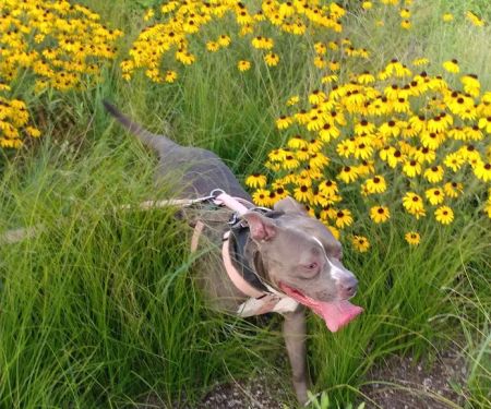 Overland Animal Clinic