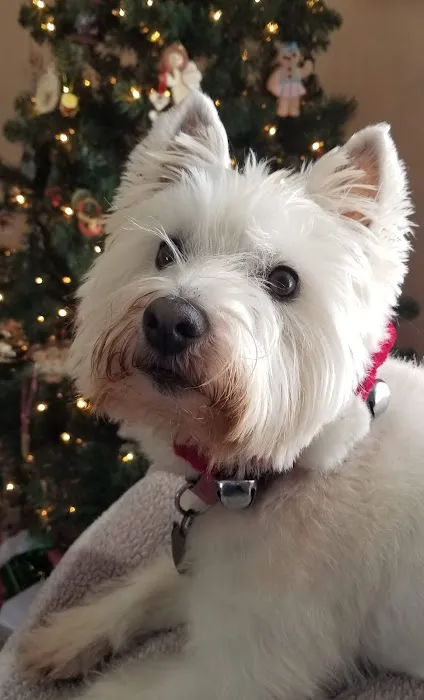 Overland Animal Clinic Picture 2