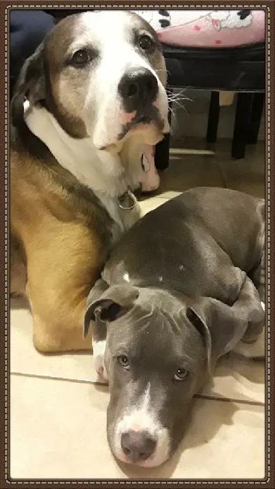 Overland Animal Clinic Picture 3