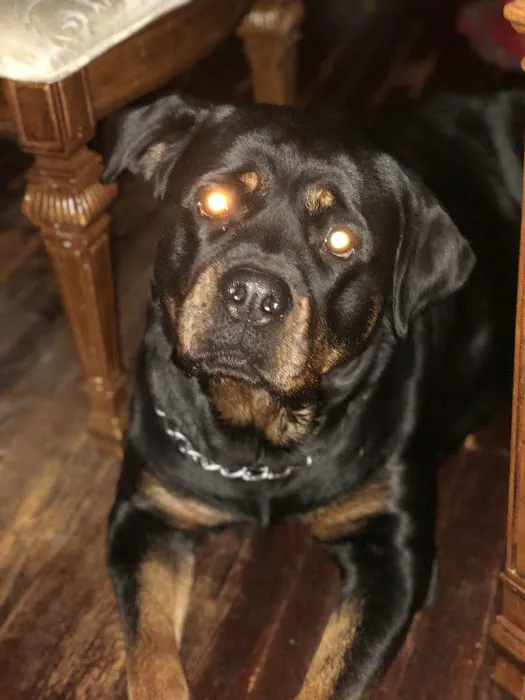 Overland Animal Clinic Picture 9