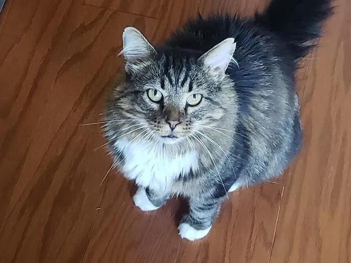 Overland Animal Clinic Picture 4