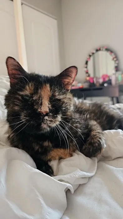 Overland Animal Clinic Picture 10