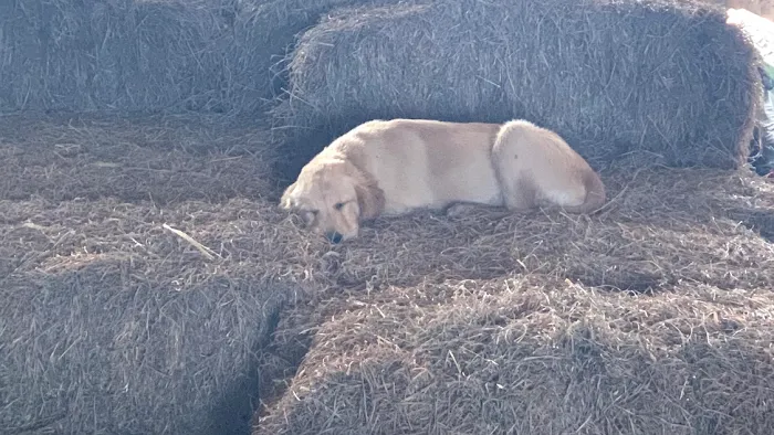 Keota Veterinary Clinic Picture 8