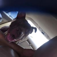 Keokuk County Veterinary Clinic, P.C. ico