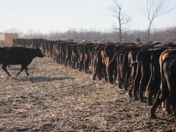 Keokuk County Veterinary Clinic, P.C. Picture 9