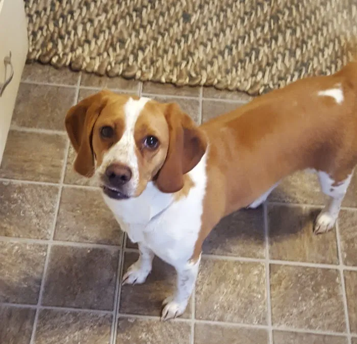 Keokuk County Veterinary Clinic, P.C. Picture 6