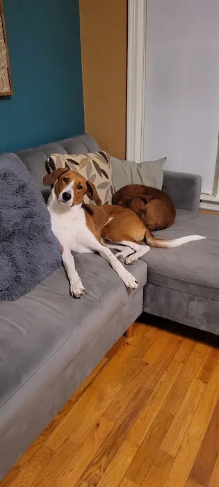 The Village Vet Picture 3