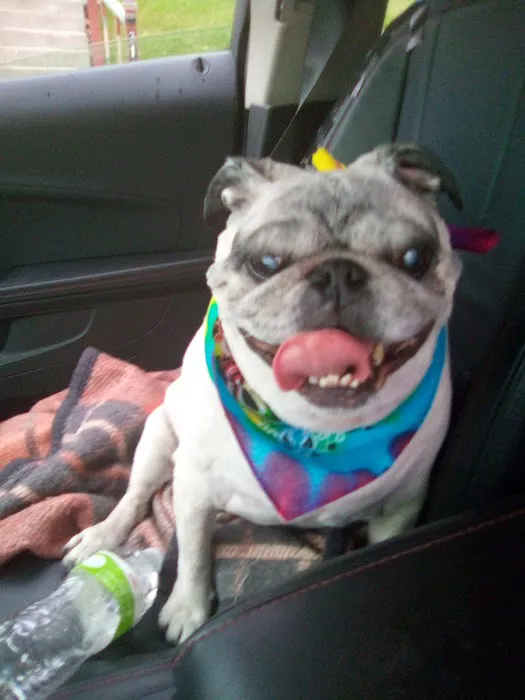 The Village Vet Picture 2