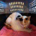 Fairfield Animal Hospital