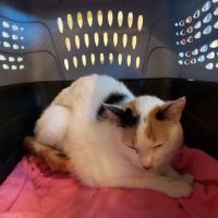 Fairfield Animal Hospital ico