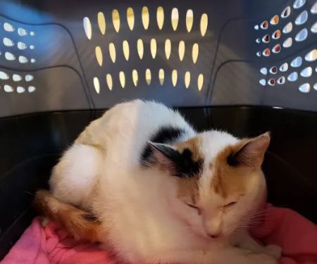 Fairfield Animal Hospital