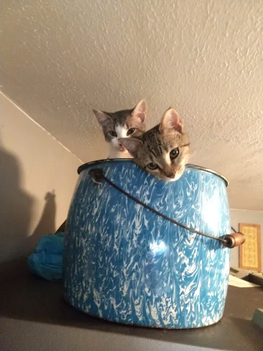 Fairfield Animal Hospital Picture 5