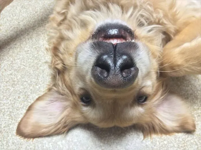 Krichel Animal Hospital Inc. Picture 1