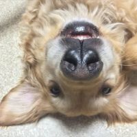 Krichel Animal Hospital Inc. ico