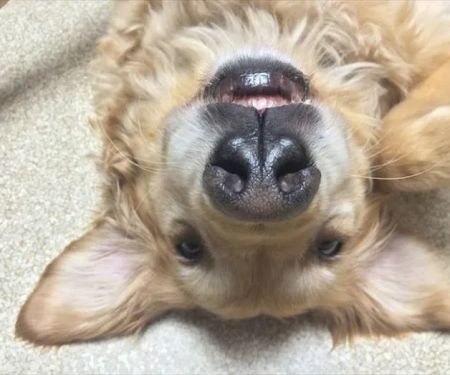 Krichel Animal Hospital Inc.