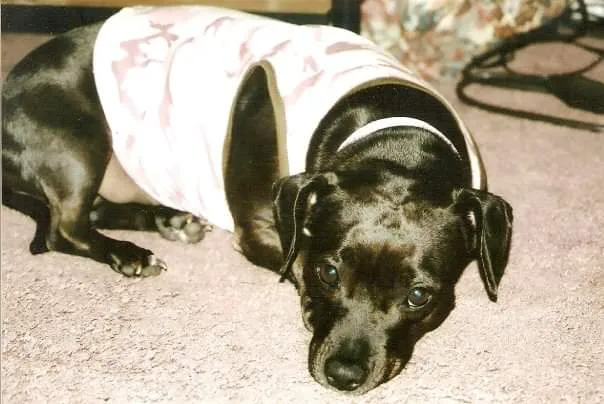 Hancock Veterinary Clinic Picture 1