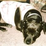 Hancock Veterinary Clinic