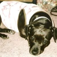 Hancock Veterinary Clinic ico