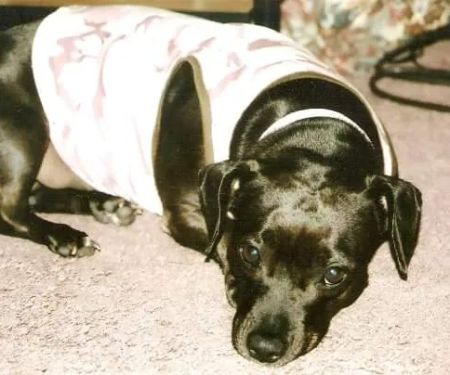 Hancock Veterinary Clinic