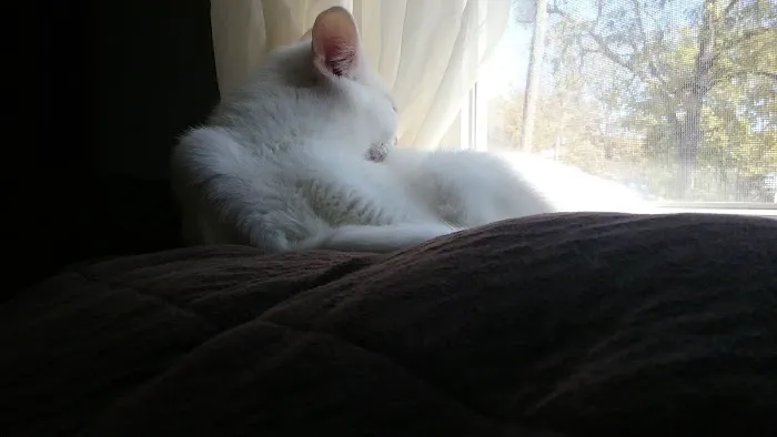 Holst Veterinary Services Picture 7