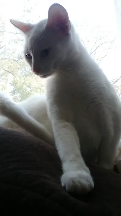 Holst Veterinary Services Picture 2