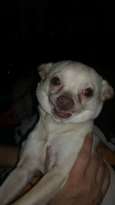 Holst Veterinary Services Picture 5