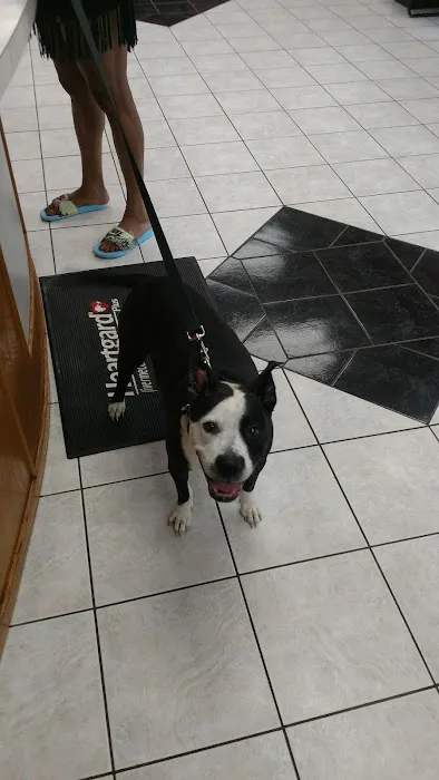 Jaiswal V DVM Picture 3