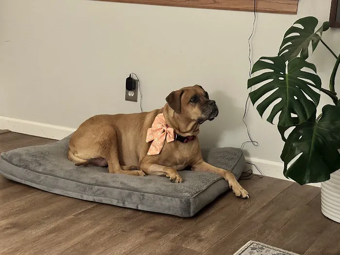 West Burleigh Vet Clinic Picture 1