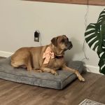 West Burleigh Vet Clinic