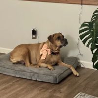 West Burleigh Vet Clinic ico