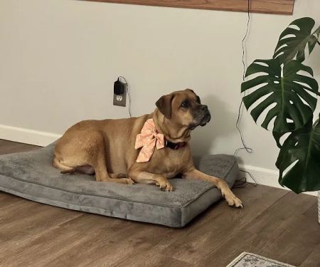 West Burleigh Vet Clinic