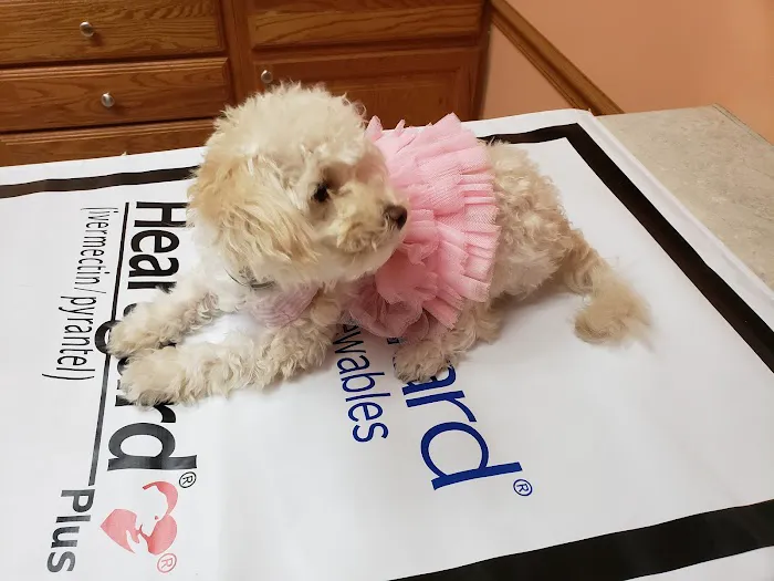 West Burleigh Vet Clinic Picture 4