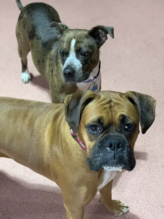 West Burleigh Vet Clinic Picture 3