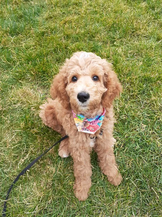 West Burleigh Vet Clinic Picture 8