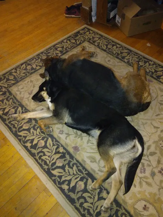 West Burleigh Veterinary Clinic: Kaiser Vickie DVM Picture 1