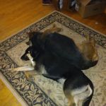 West Burleigh Veterinary Clinic: Kaiser Vickie DVM