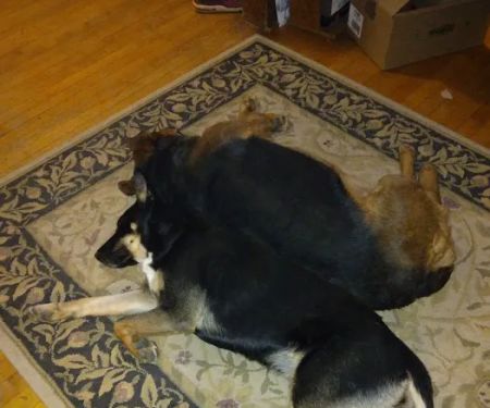 West Burleigh Veterinary Clinic: Kaiser Vickie DVM