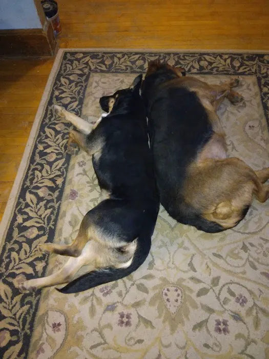 West Burleigh Veterinary Clinic: Kaiser Vickie DVM Picture 2