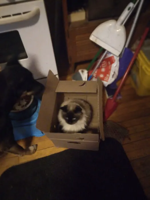 West Burleigh Veterinary Clinic: Kaiser Vickie DVM Picture 3