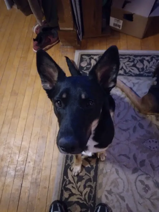 West Burleigh Veterinary Clinic: Kaiser Vickie DVM Picture 5