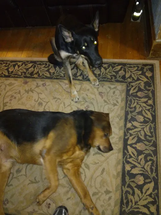 West Burleigh Veterinary Clinic: Kaiser Vickie DVM Picture 6