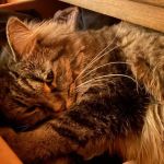 Riverwest Veterinary Clinic